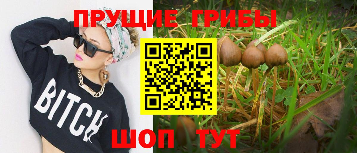 Новороссийск  закладка  Вход с VPN  Псилоцибиновые грибы Psilocybine cubensis 